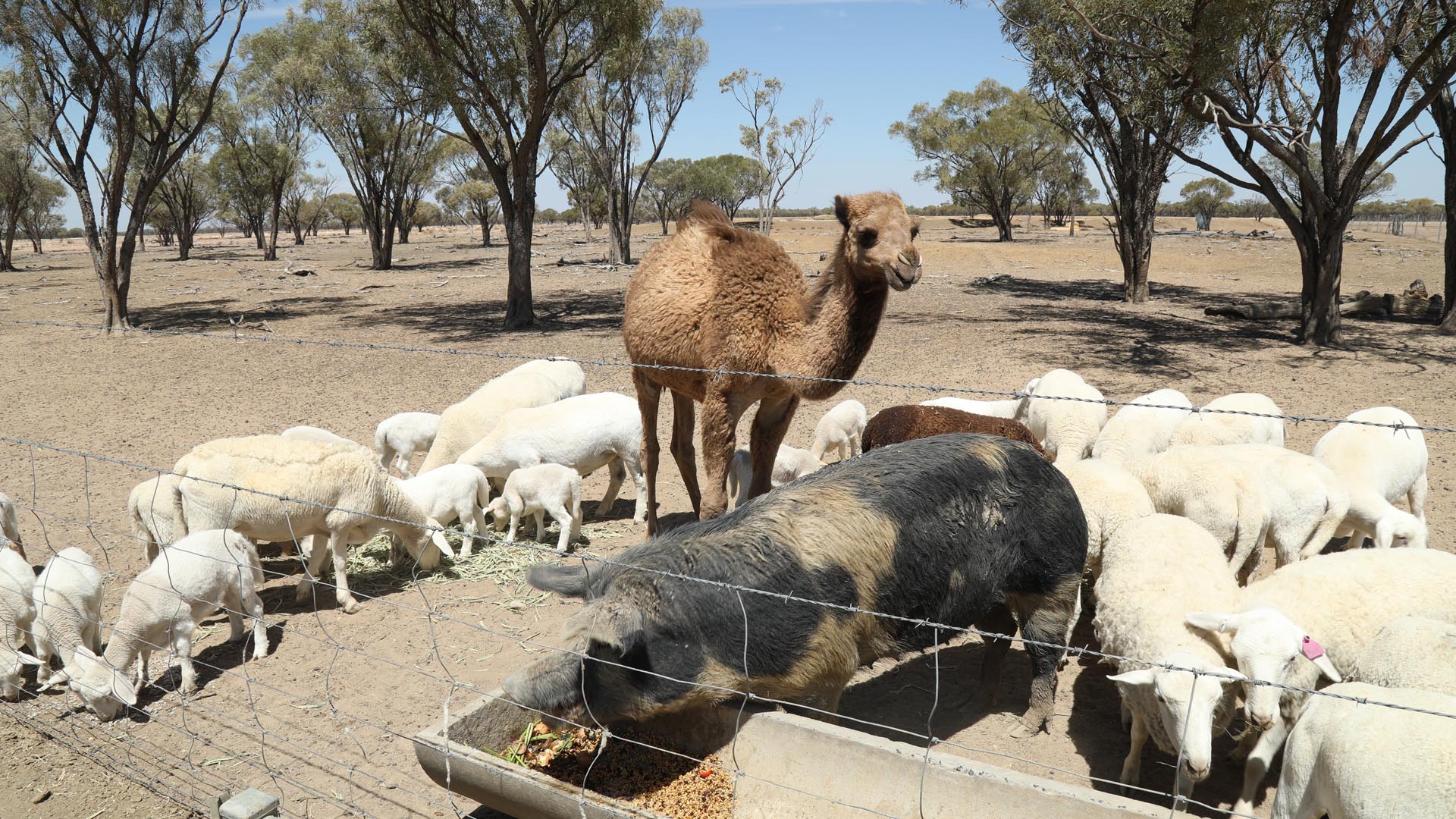 Animals at Shandonvale Station West Australian Outback Adventure